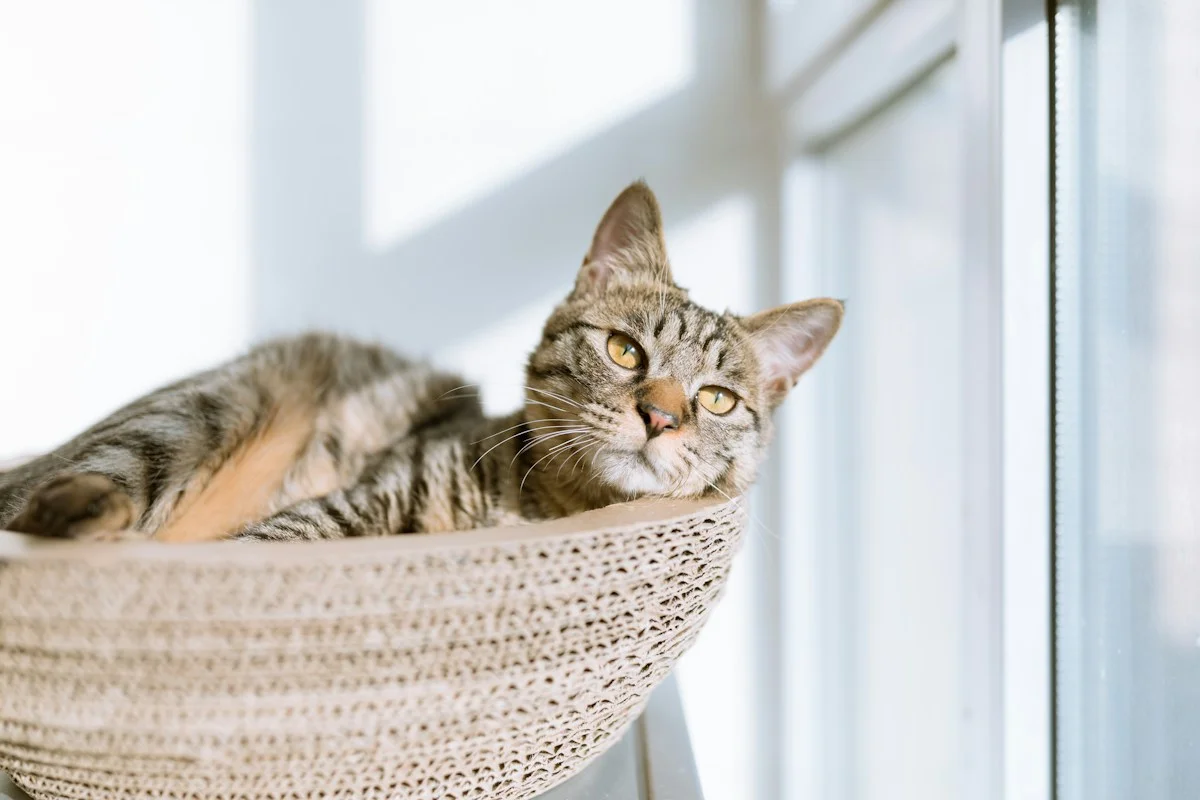 Bentonite vs Tofu Clumping: Mana Pasir Kucing yang Paling Cocok untuk Rumah Minimalis?