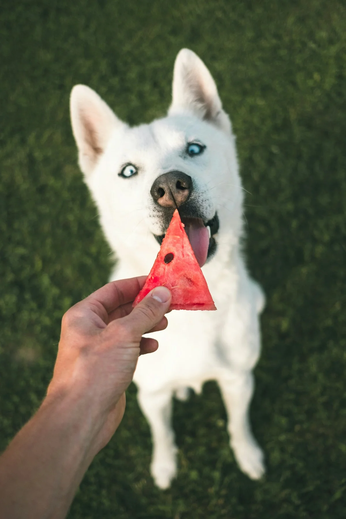 Bolehkah Anjing Makan Buah Semangka dan Apel? Cek Aturan Amannya di Sini!