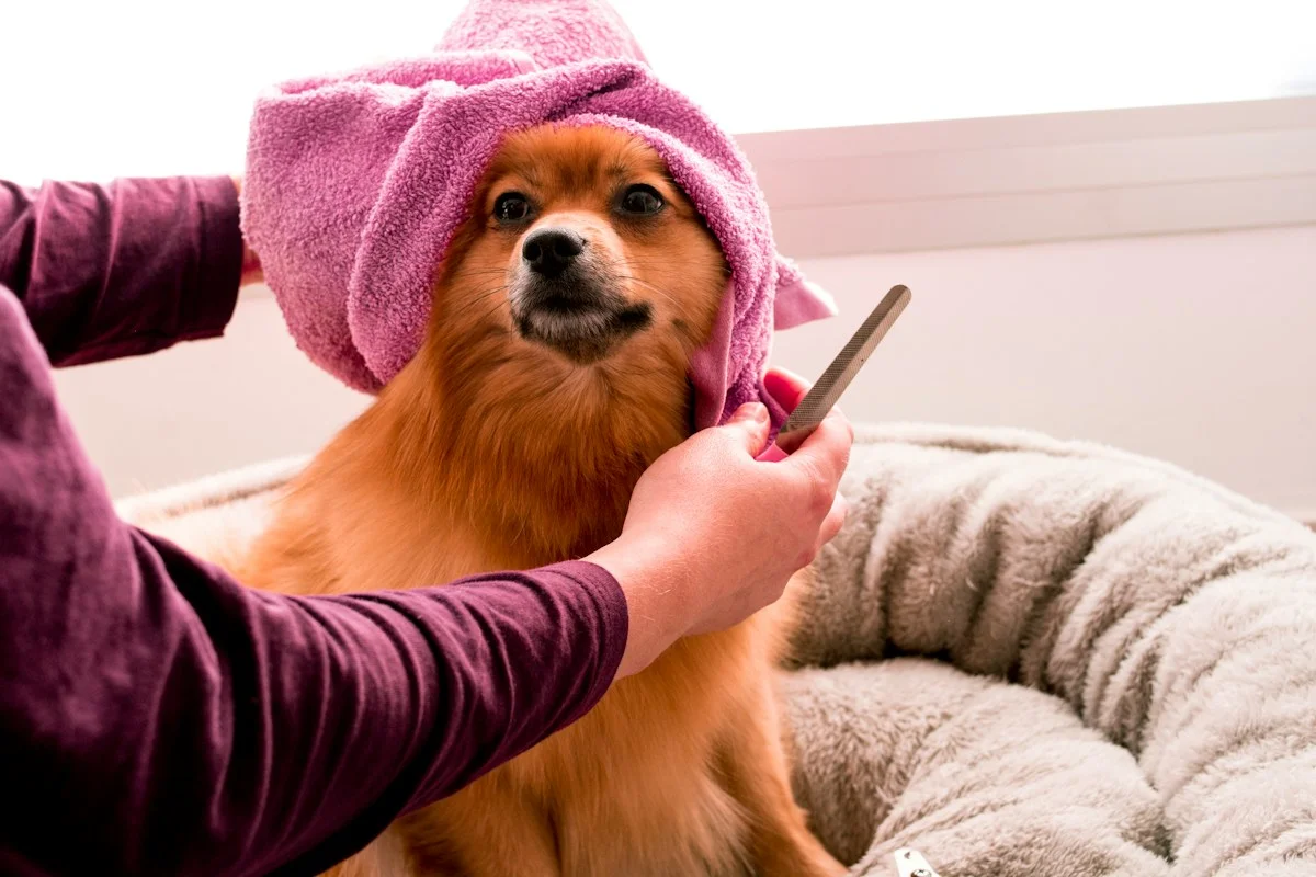 Anjing Tetap Bau Apek Padahal Baru Mandi? Ini Penyebab Tersembunyi dan Solusinya