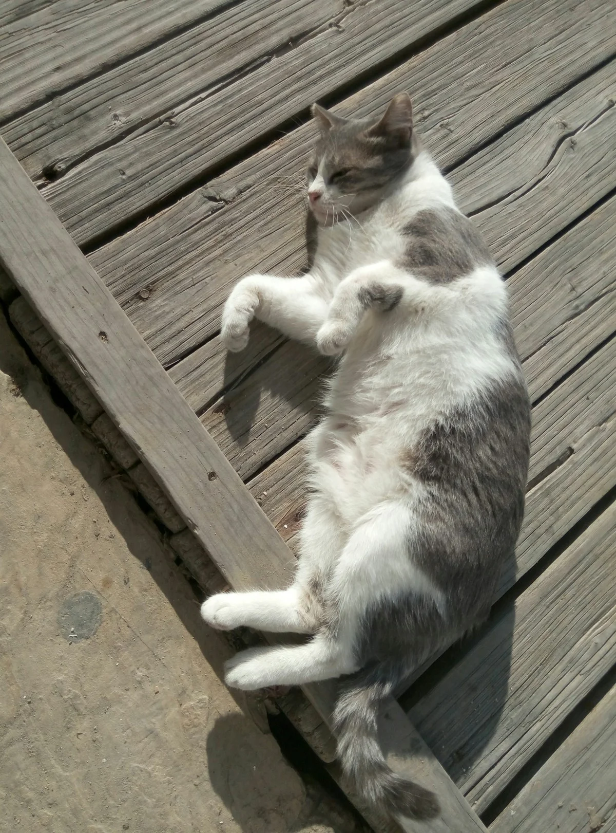 Kucing Sudah Masuk Usia Senior (7+ Tahun)? Ini Perubahan Perawatan yang Wajib Kamu Tahu