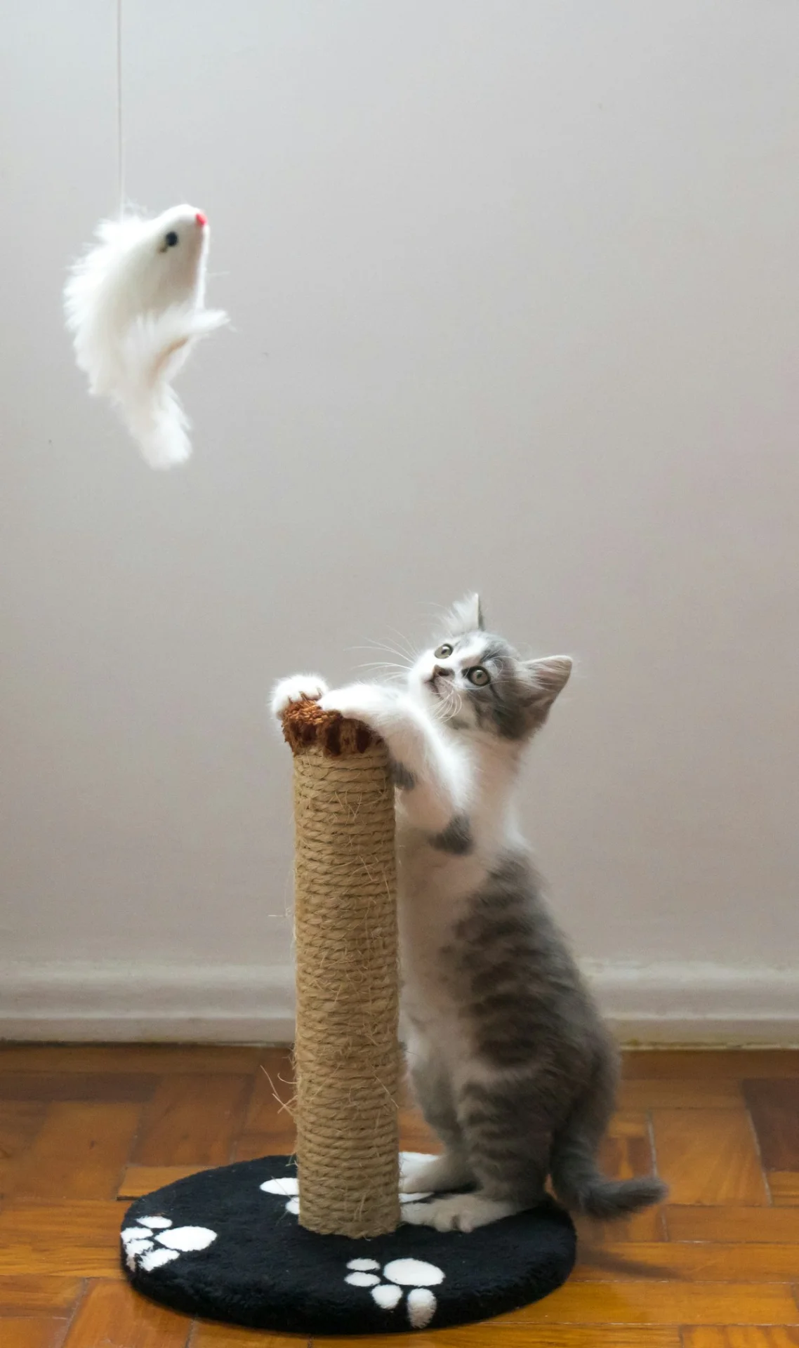 Kenapa Kucing Suka Menggaruk Sofa dan Dinding? Ini Cara Mengalihkannya Tanpa Dimarahi
