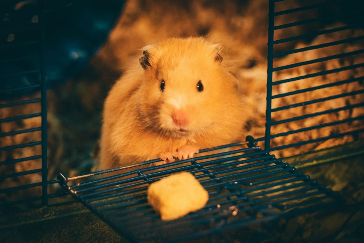 Panduan Menata Kandang Hamster dari Nol Agar Anabul Bebas Stres dan Panjang Umur