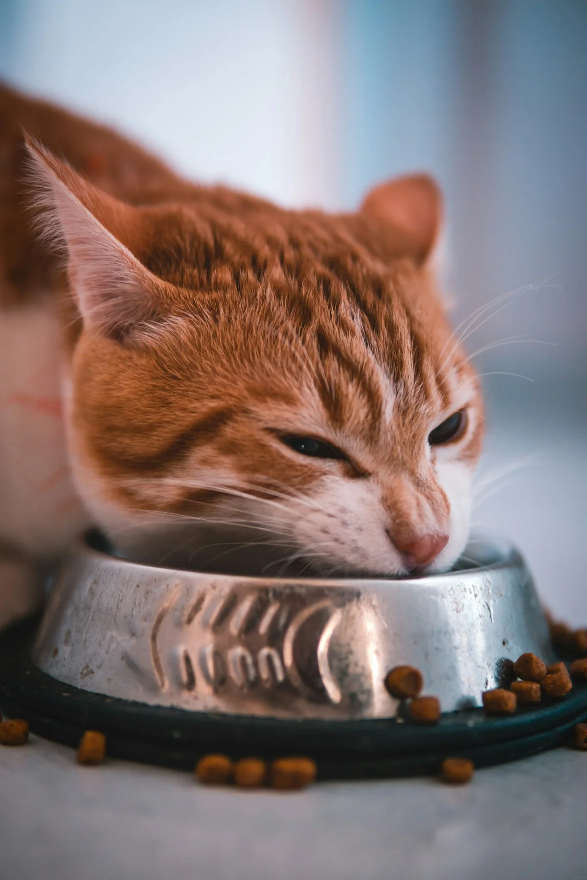 Kucing Tiba-Tiba Mogok Makan? Jangan Tunggu Diopname, Lakukan Langkah Ini!