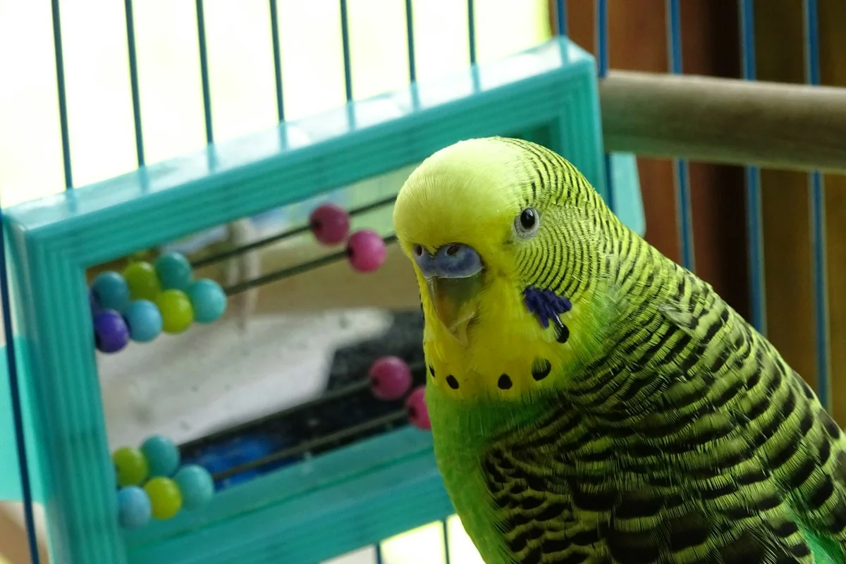 Bulu Burung Kusam dan Rontok Saat Mabung? Ini Solusi Nutrisi Agar Bulu Baru Tumbuh Cantik
