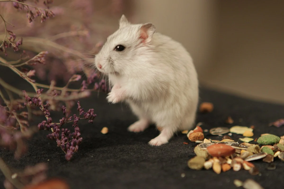 Mitos atau Fakta: Apakah Hamster Boleh Dimandikan Pakai Air Saat Badannya Bau?